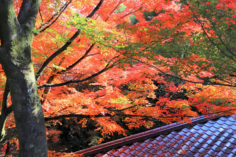 【10月】人生を開運に導く一歩